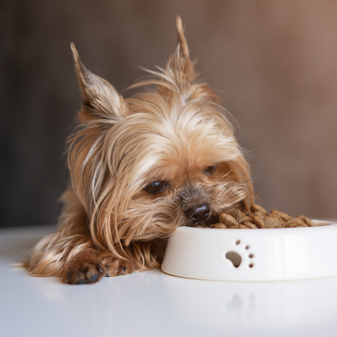 5 Things I Never Knew I Needed for My Dog (Until I Shopped at Chewy)