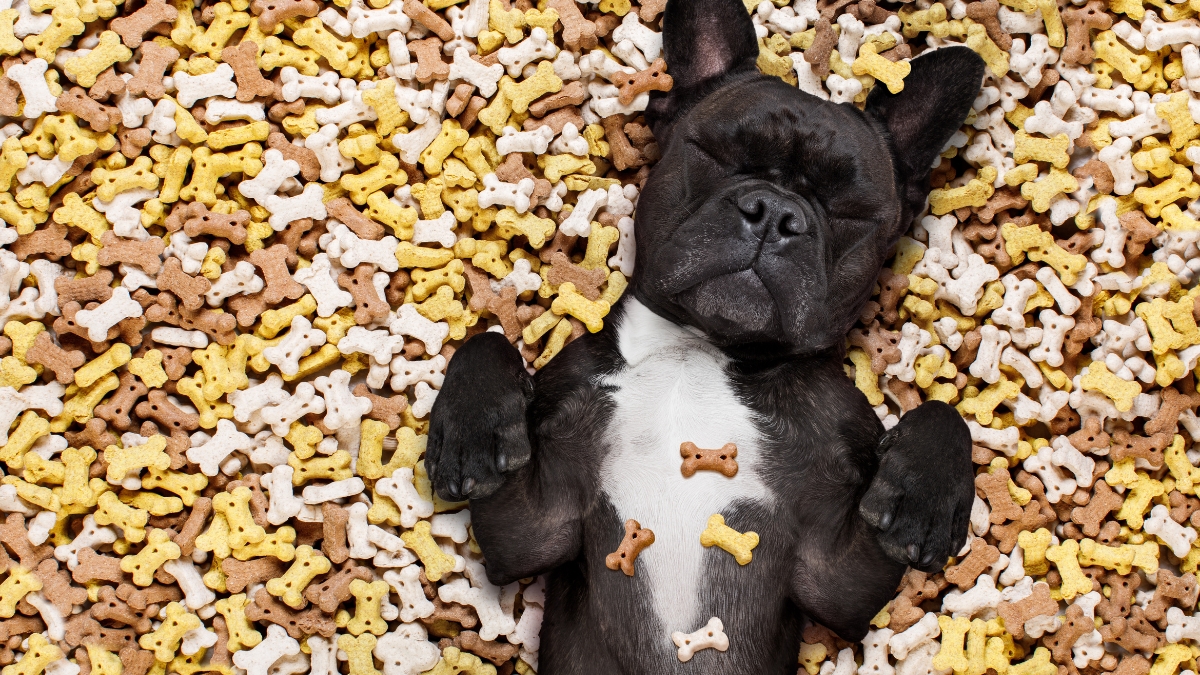 Irresistible Treats from NomNomNow, Inc. Your Pet Will Literally Drool Over